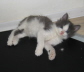 Gismo 01 (25)
