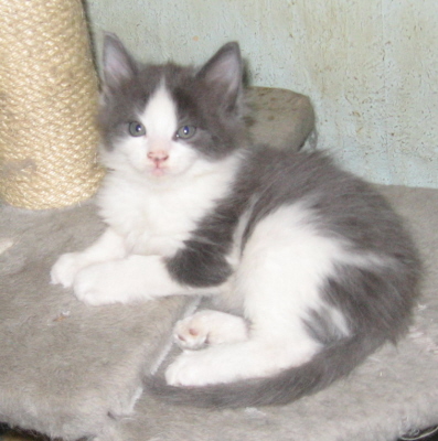 Gismo 01 (26)