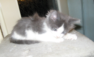 Gismo 01 (27)
