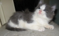 Gismo 01 (28)