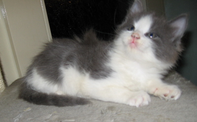Gismo 01 (28)