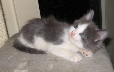 Gismo 01 (29)