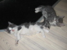 Gismo 01 (2)