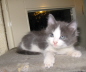 Gismo 01 (31)