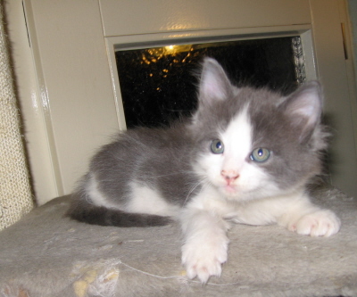 Gismo 01 (31)