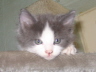 Gismo 01 (33)