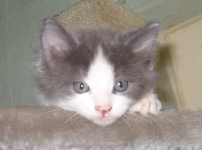 Gismo 01 (33)