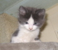 Gismo 01 (34)