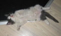 Gismo 01 (35)