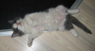 Gismo 01 (36)