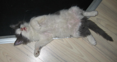 Gismo 01 (36)