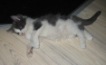 Gismo 01 (37)