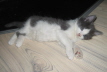 Gismo 01 (38)