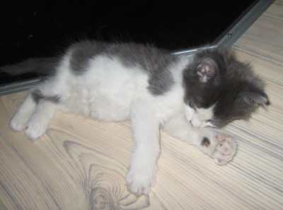 Gismo 01 (39)