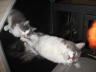 Gismo 01 (3)