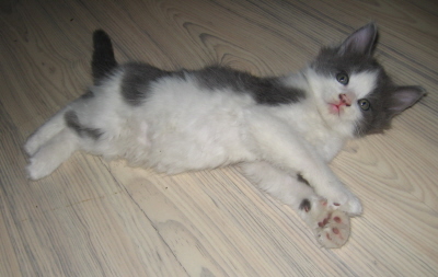 Gismo 01 (40)