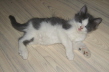Gismo 01 (41)