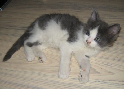 Gismo 01 (42)