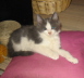 Gismo 01 (43)