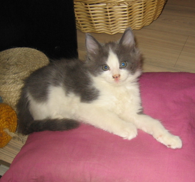 Gismo 01 (43)