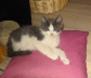 Gismo 01 (44)