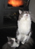 Gismo 01 (4)