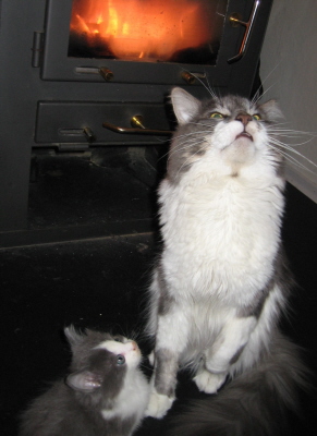 Gismo 01 (4)