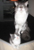 Gismo 01 (6)