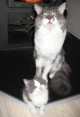 Gismo 01 (6)
