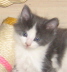 Gismo 01 (7)
