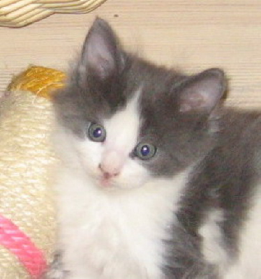 Gismo 01 (7)