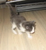 Gismo 01 (8)