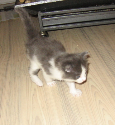 Gismo 01 (8)