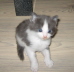 Gismo 01 (9)