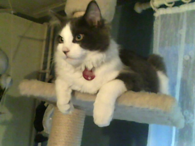 Gismo 16