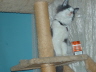 Gismo 4