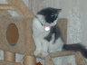 Gismo 6