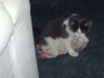 Gismo 9
