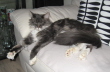 Pebbles 025