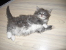 Jerry (10)