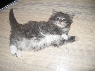 Jerry (10)