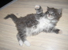 Jerry (11)