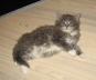Jerry (13)