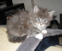 Jerry (16)