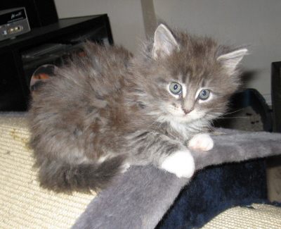 Jerry (16)