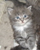 Jerry (1)