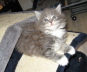 Jerry (27)