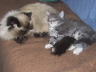 Jerry & Winston (31)