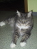 Jerry (37)