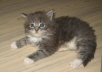 Jerry (4)